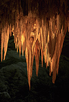 Stalactites. Carlsbad Caverns National Park, New Mexico.
